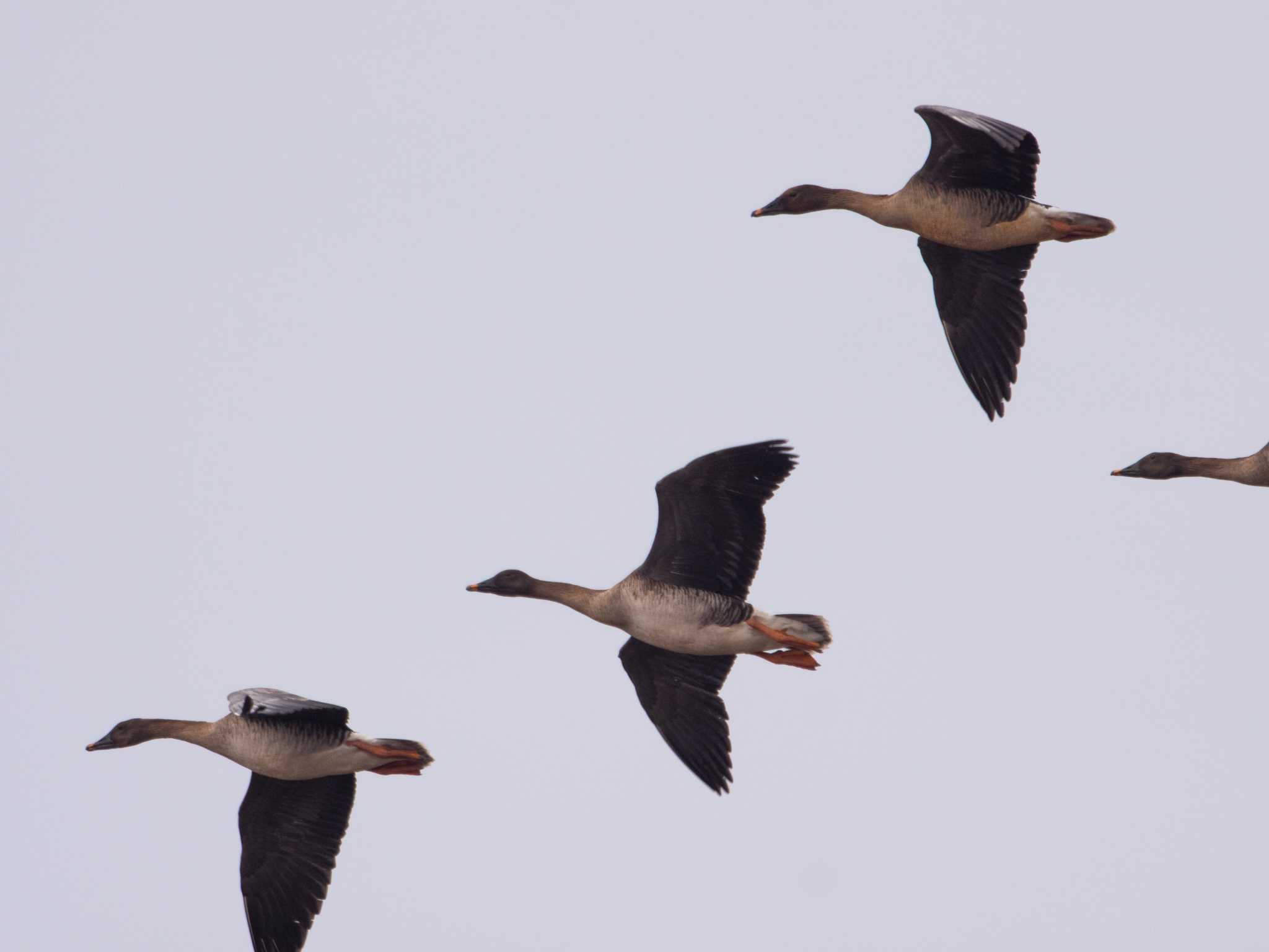 Photo of Taiga Bean Goose at Inashiki by ふなきち