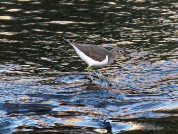 Common Sandpiper 多摩川 Sun, 11/15/2015