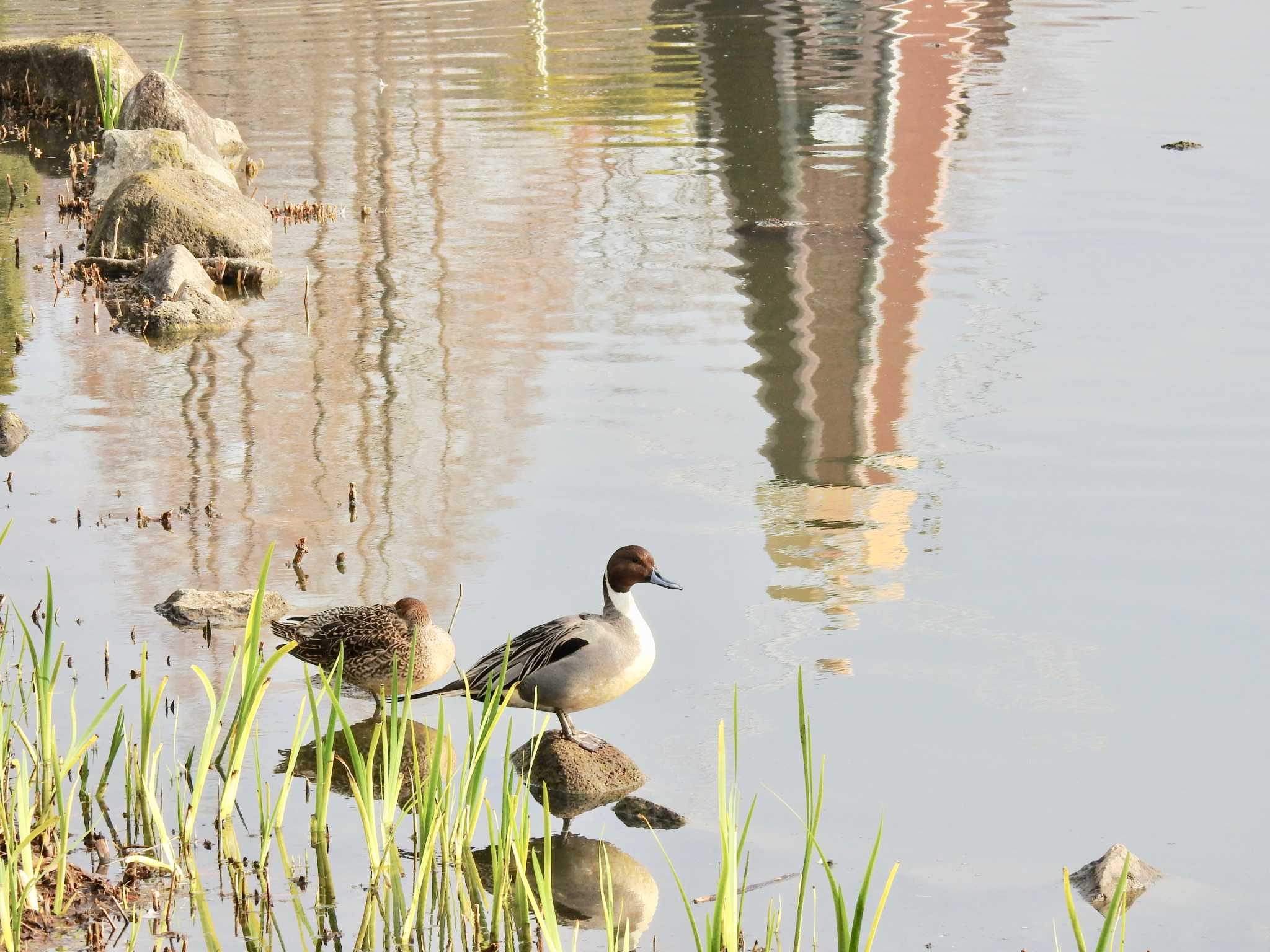 都立浮間公園 オナガガモの写真 by TK2