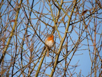 European Robin イギリス Fri, 2/21/2014