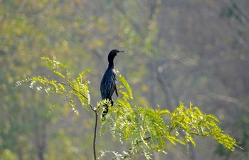 Little Cormorant タイ中部 Tue, 2/11/2020