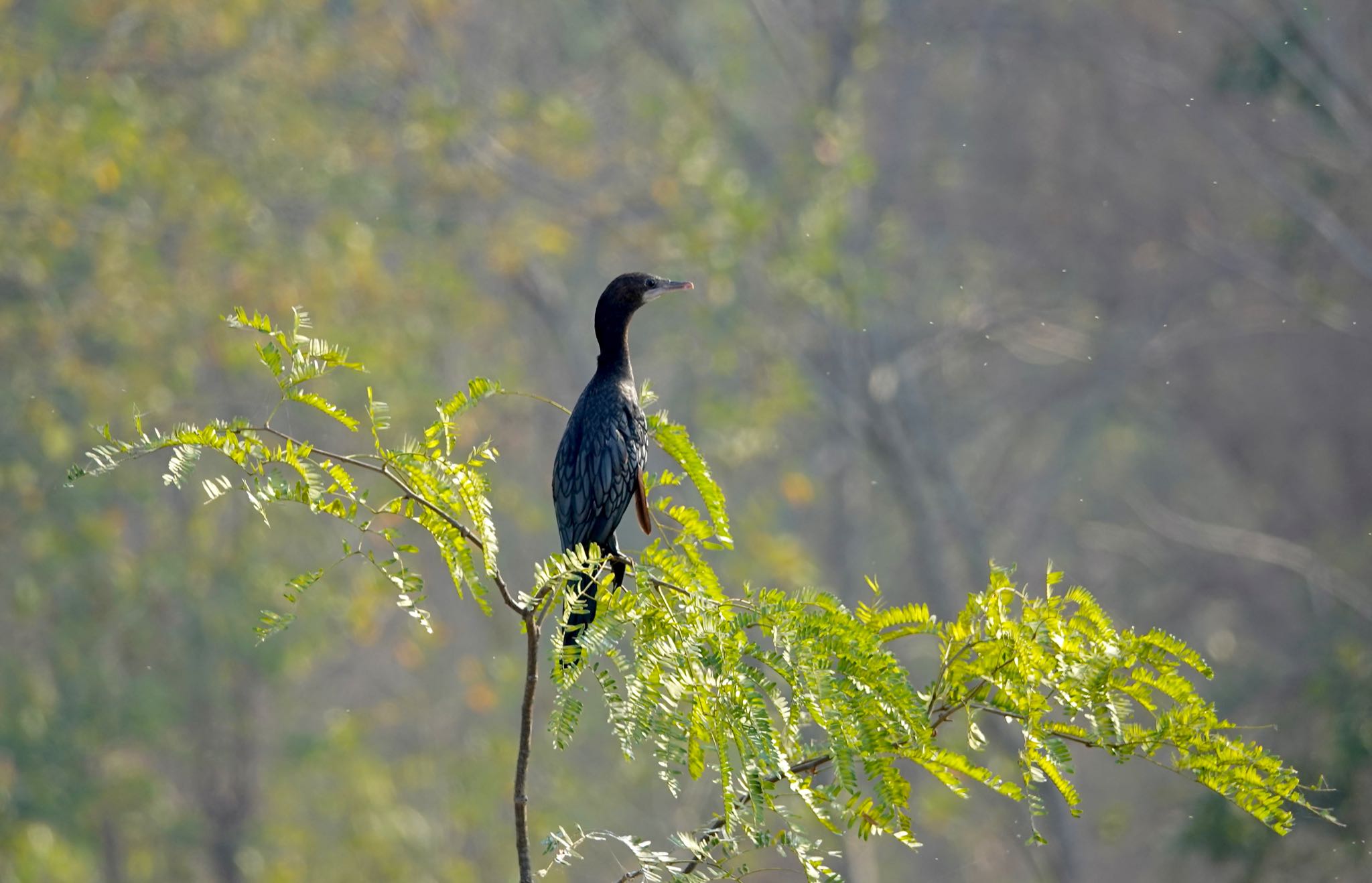 Photo of Little Cormorant at タイ中部 by のどか