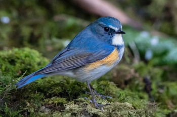 Red-flanked Bluetail 岐阜市 Fri, 2/21/2020