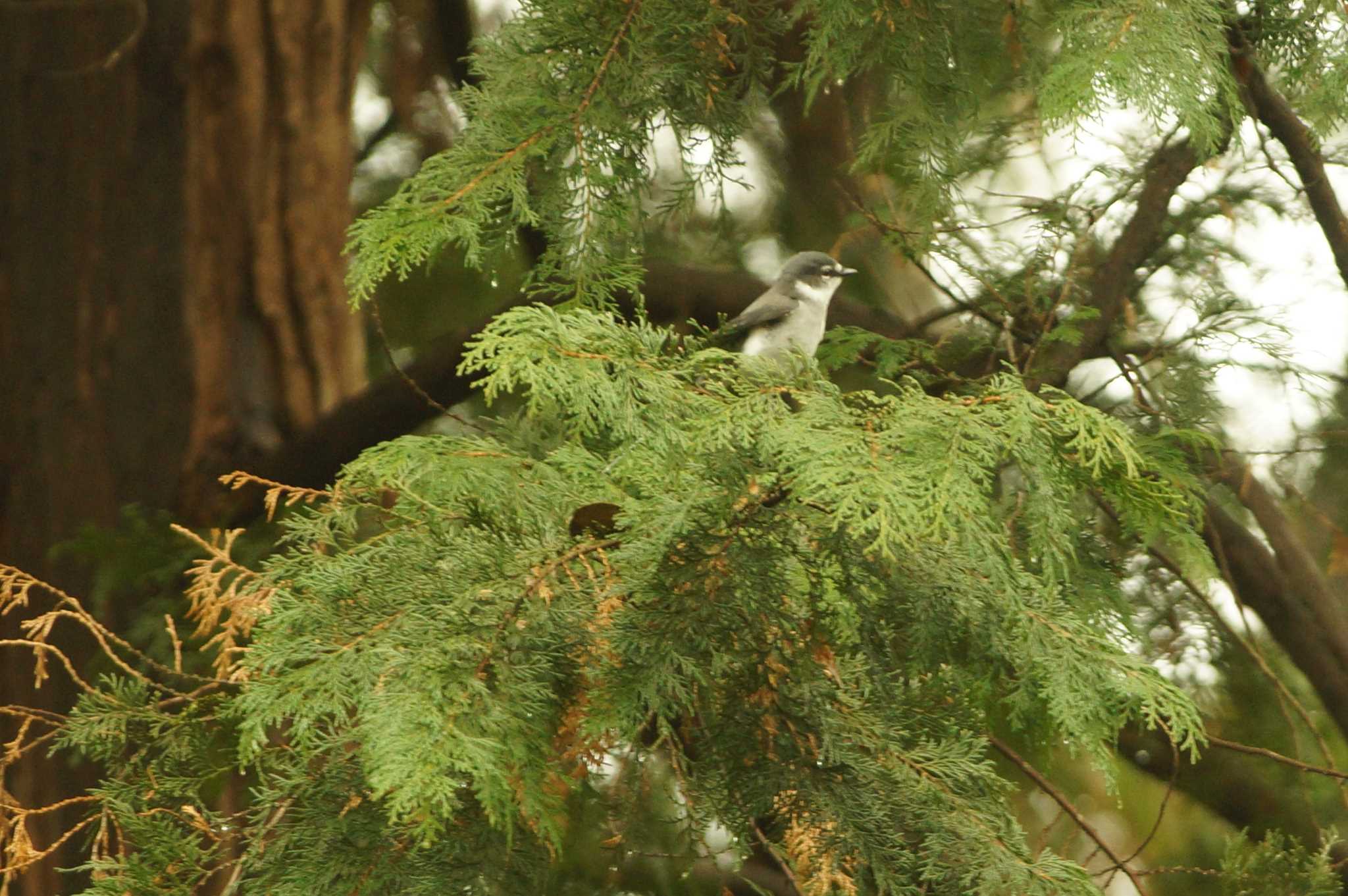 Photo of Ryukyu Minivet at 神奈川県 by bea