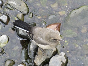 Japanese Wagtail Nogawa Sun, 6/14/2015