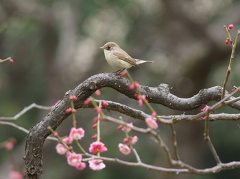 2019年3月6日(水) 日比谷公園の野鳥観察記録