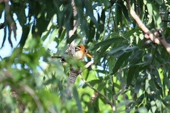 Yellow-billed Kingfisher Iron Range National Park Tue, 10/15/2019