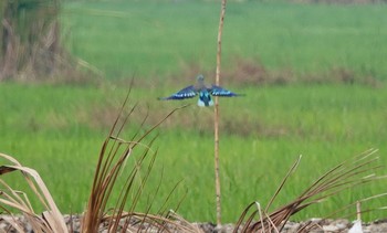 インドブッポウソウ タイ中部 2020年2月9日(日)