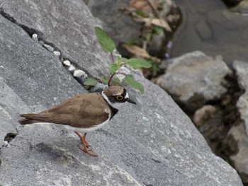 Little Ringed Plover Nogawa Sun, 6/14/2015