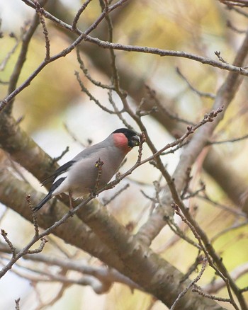 Eurasian Bullfinch Teganooka Park Tue, 2/18/2020