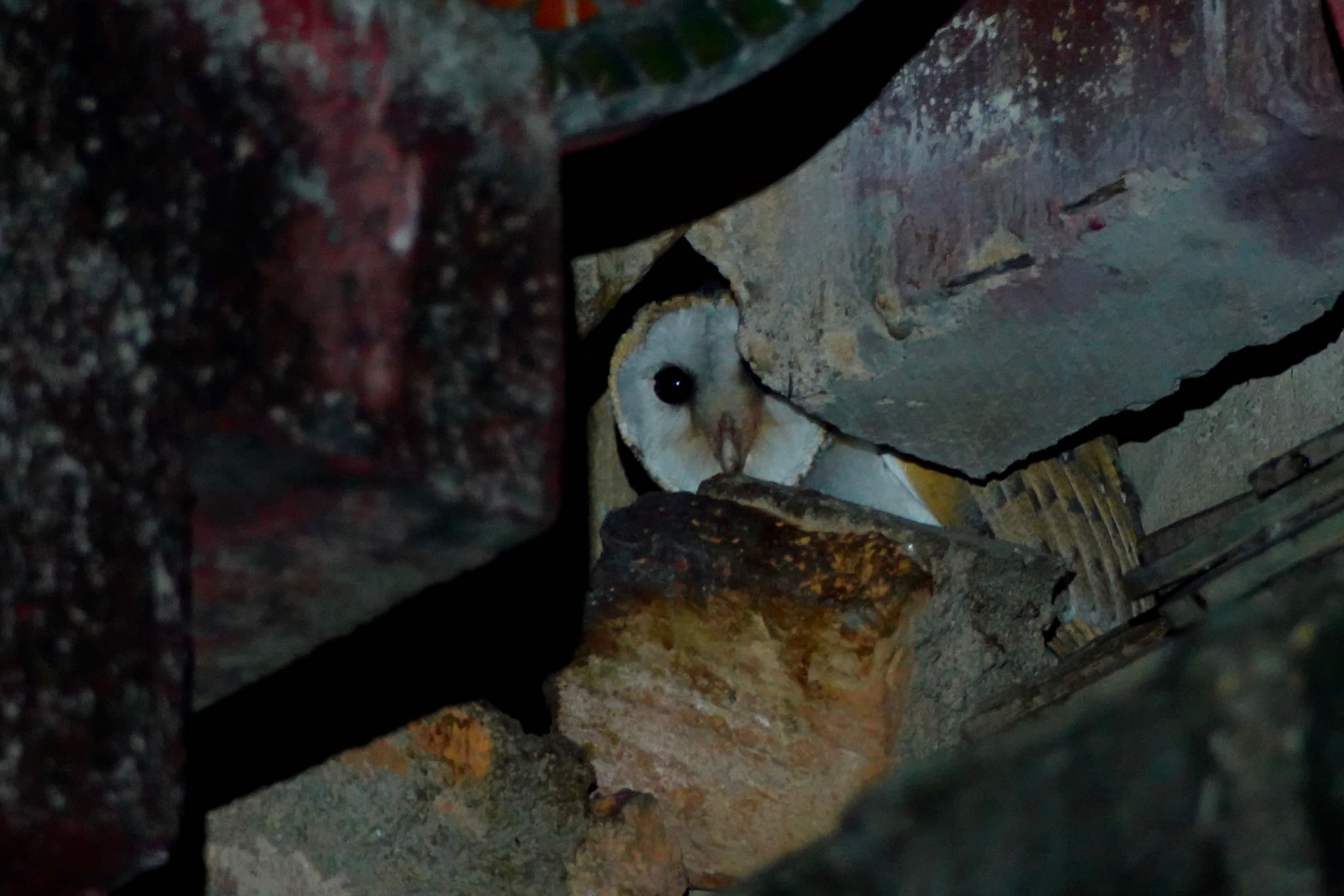 Photo of Western Barn Owl at タイ中部 by のどか