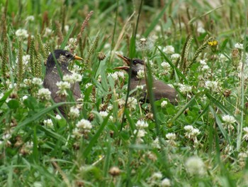 White-cheeked Starling Nogawa Sun, 6/14/2015