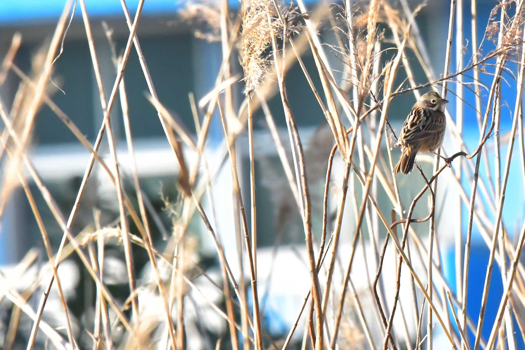 Photo of Little Bunting at 愛媛県新居浜市 by でみこ