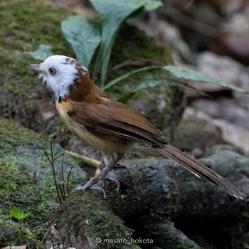 Collared Babbler