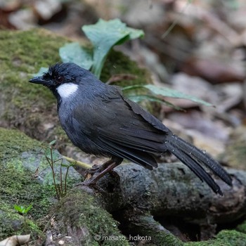 Black-throated Laughingthrush Phu Khiao Wildlife Sanctuary Mon, 2/10/2020