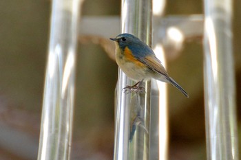 ルリビタキ 神代植物公園 2020年2月20日(木)