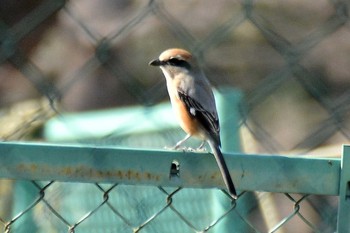 2020年2月21日(金) 神代植物公園の野鳥観察記録