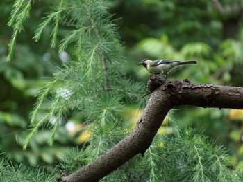 シジュウカラ 野川 2015年6月14日(日)