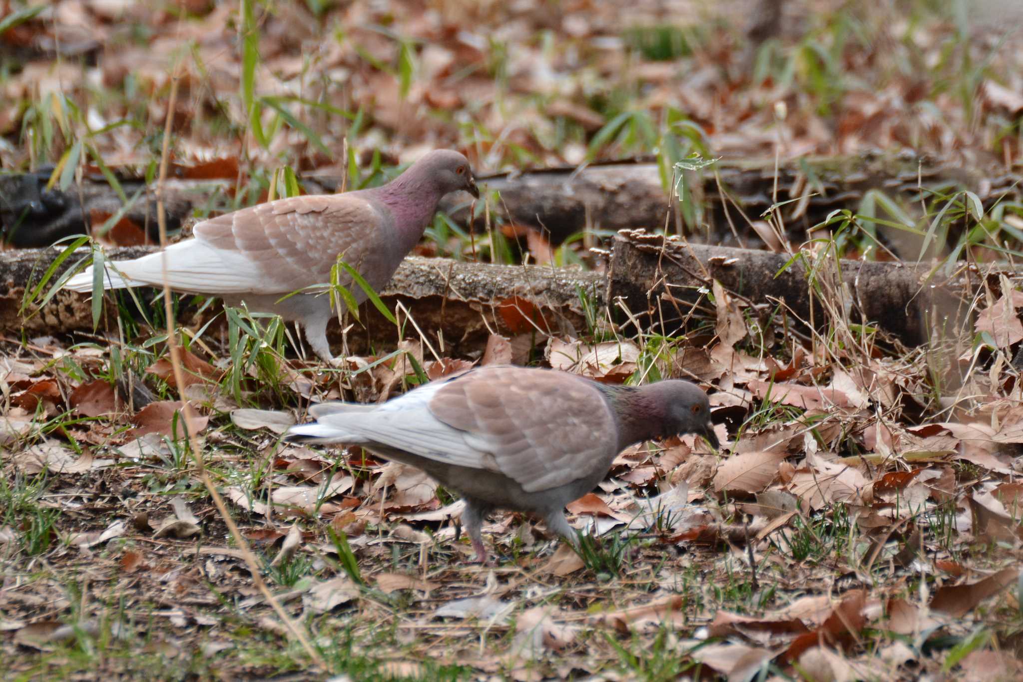 Photo of Rock Dove at 神代植物公園 by geto