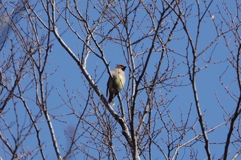 2020年2月23日(日) 東高根森林公園の野鳥観察記録