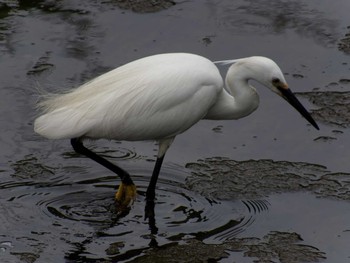 Little Egret Nogawa Sun, 6/14/2015