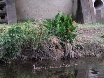 Eastern Spot-billed Duck Nogawa Sun, 6/14/2015