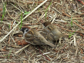 Eurasian Tree Sparrow Nogawa Sun, 6/14/2015