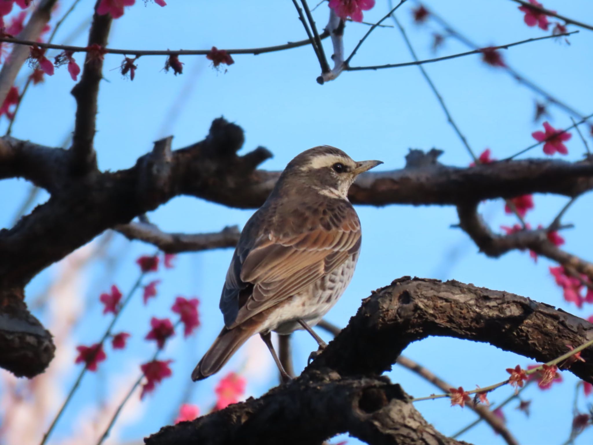 大阪城公園 ツグミの写真 by 松丸