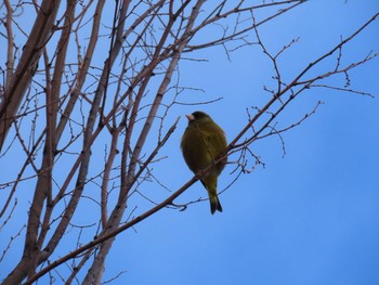 2020年2月23日(日) 大阪城公園の野鳥観察記録