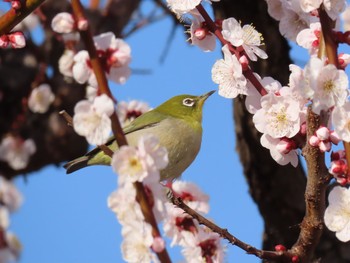 メジロ 大阪城公園 2020年2月23日(日)