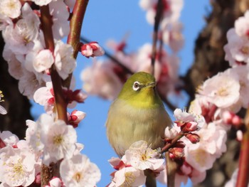 メジロ 大阪城公園 2020年2月23日(日)