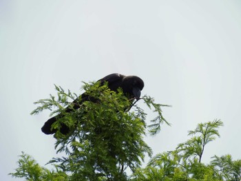 Large-billed Crow 溝の口緑地 Thu, 6/25/2015