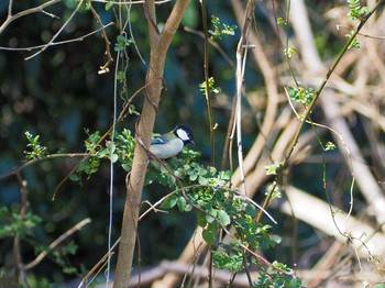 Japanese Tit 境川遊水地公園 Sun, 2/23/2020