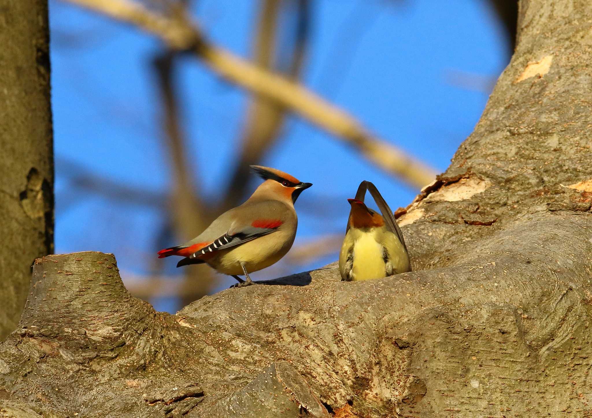 Photo of Japanese Waxwing at 秦野市 by コジ