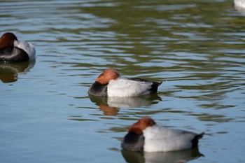 ホシハジロ 都立浮間公園 2020年2月23日(日)