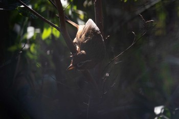 ガビチョウ 都立浮間公園 2020年2月23日(日)