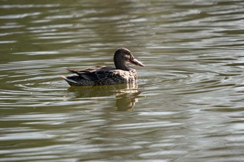 ハシビロガモ 都立浮間公園 2020年2月23日(日)