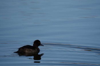 キンクロハジロ 都立浮間公園 2020年2月23日(日)