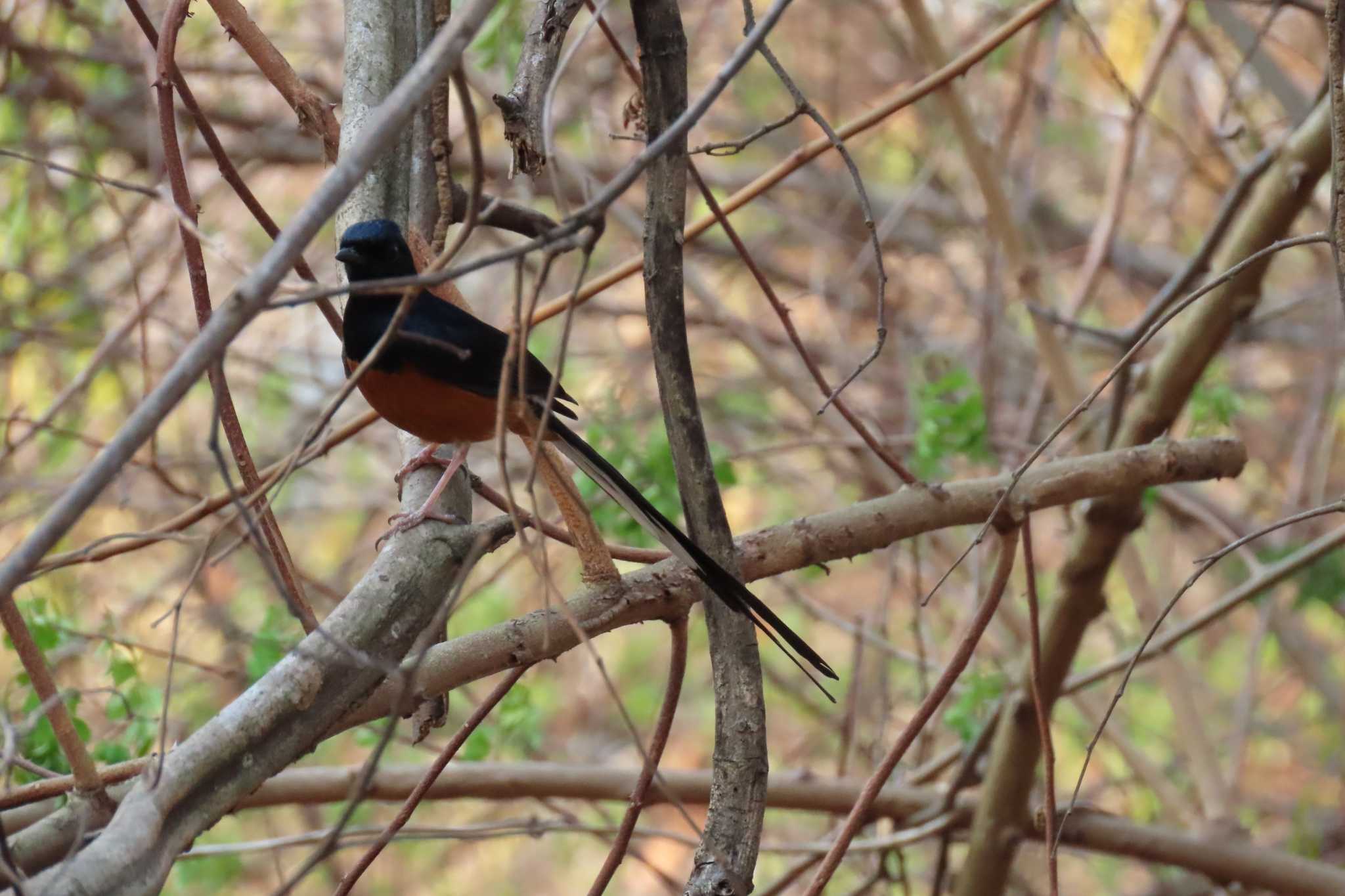 Photo of White-rumped Shama at タイ　チョンブリー　カオマイキャウ by span265