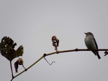 Asian Brown Flycatcher Hakodateyama Sat, 9/12/2015