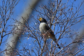 Sun, 2/23/2020 Birding report at Showa Kinen Park