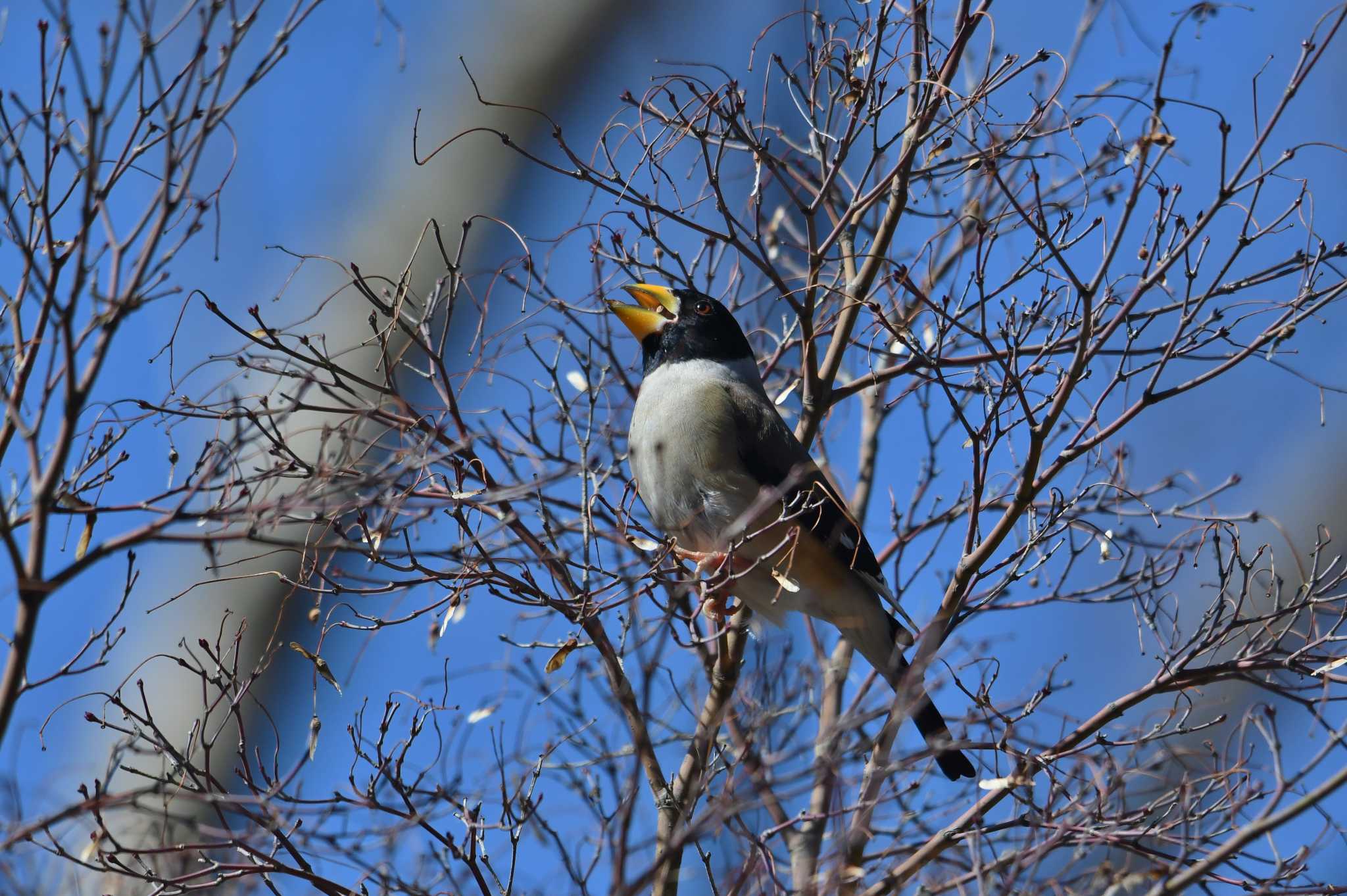 Photo of Chinese Grosbeak at Showa Kinen Park by あひる