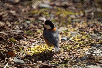 Varied Tit 箱根野鳥の森 Sun, 2/23/2020