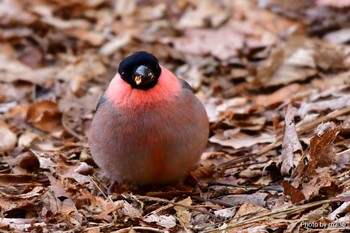 Eurasian Bullfinch 八ヶ岳 Sun, 2/23/2020