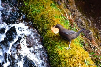 Brown Dipper 八ヶ岳 Sun, 2/23/2020