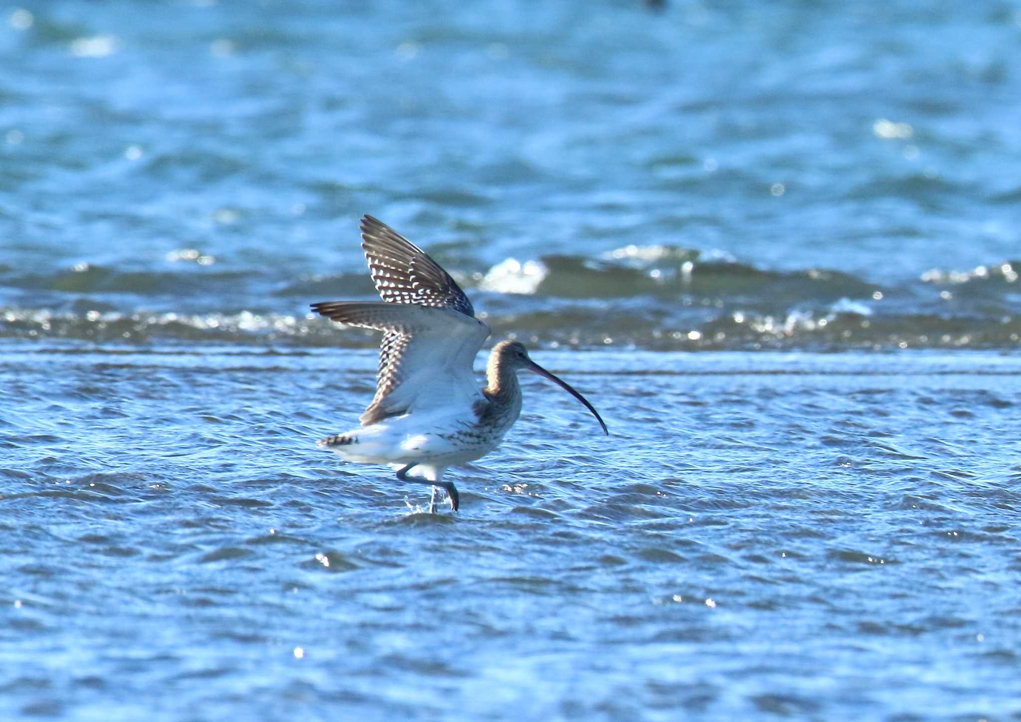 Photo of Eurasian Curlew at 三番瀬 by コジ