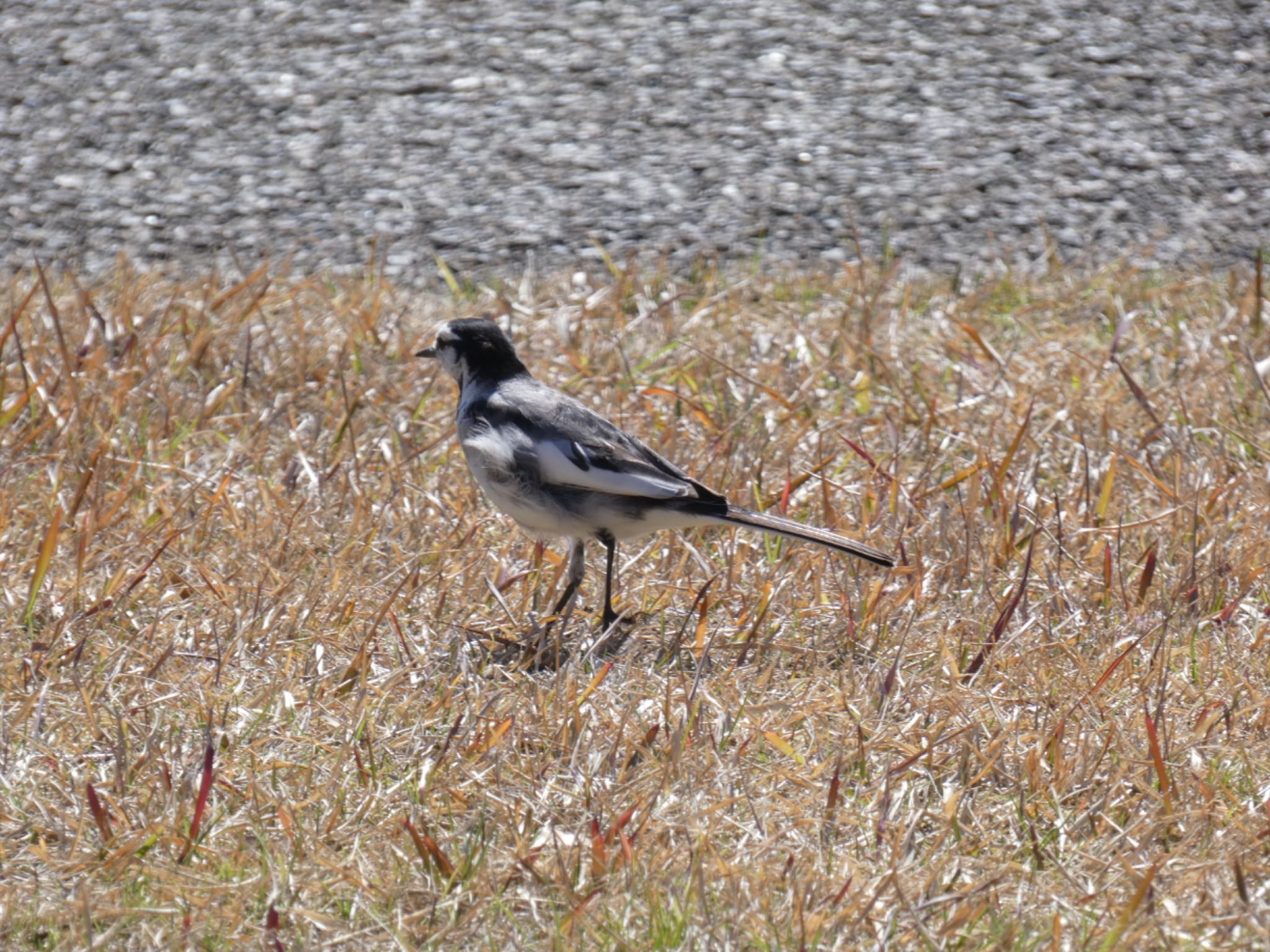 Photo of White Wagtail at 鹿児島県立吉野公園 by  nyaonyao