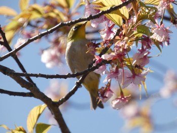 Warbling White-eye 鹿児島県立吉野公園 Sun, 2/23/2020