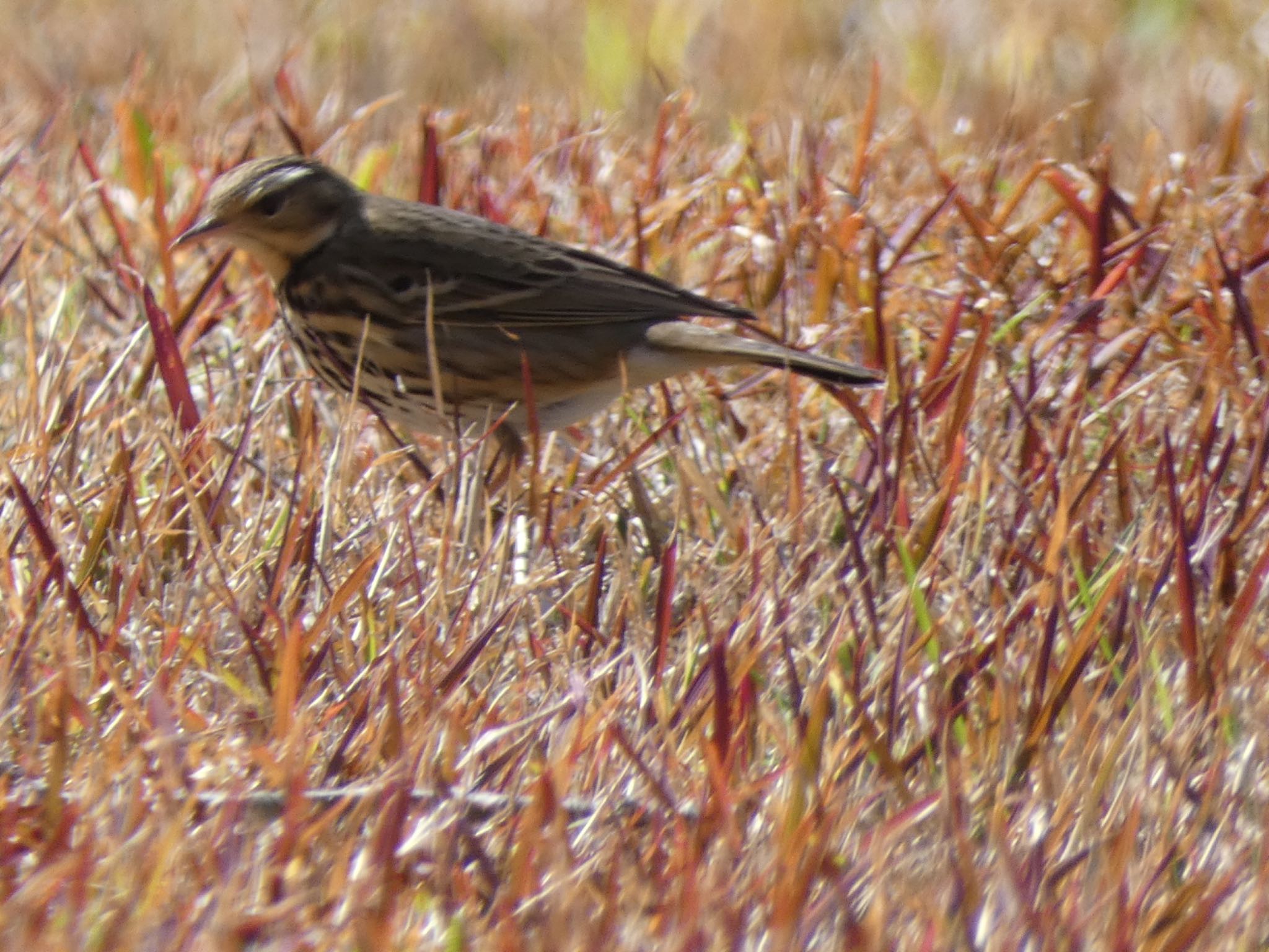 Photo of Eurasian Skylark at 鹿児島県立吉野公園 by  nyaonyao