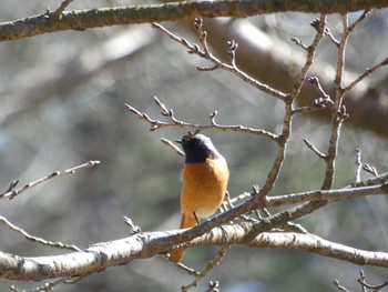 Daurian Redstart 鹿児島県立吉野公園 Sun, 2/23/2020
